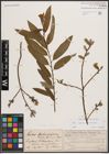 Foto von Salix caprea L. x Salix viminalis L.